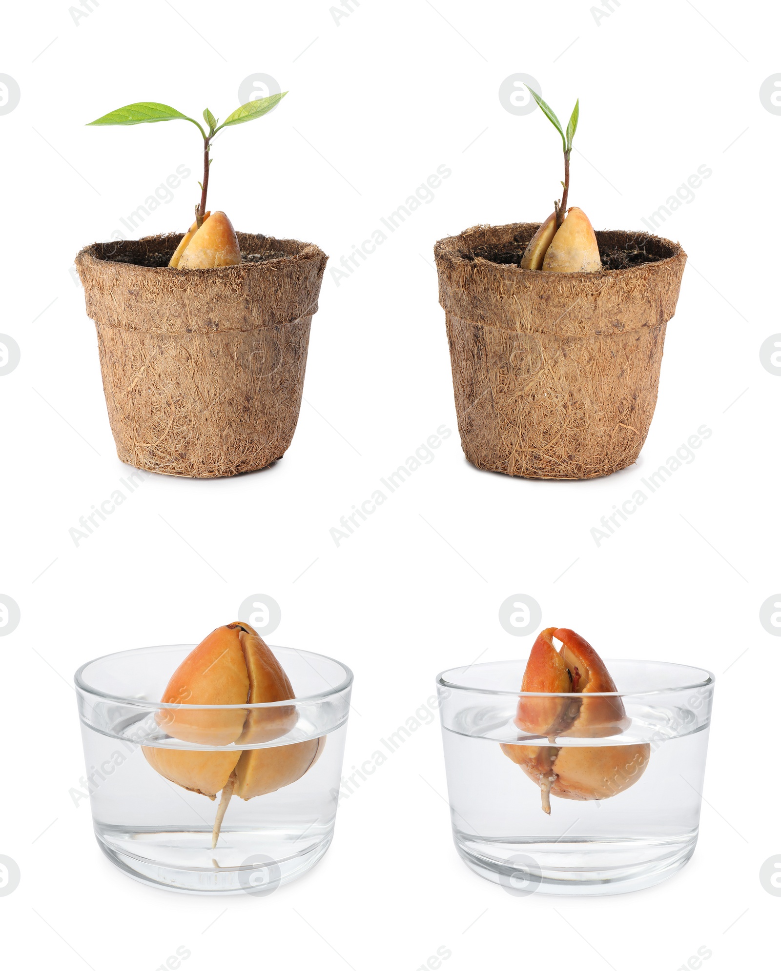 Image of Collage with process of avocado growing on white background