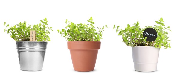 Image of Oregano plants growing in different pots isolated on white