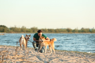 Young man walking his adorable Akita Inu dogs near river