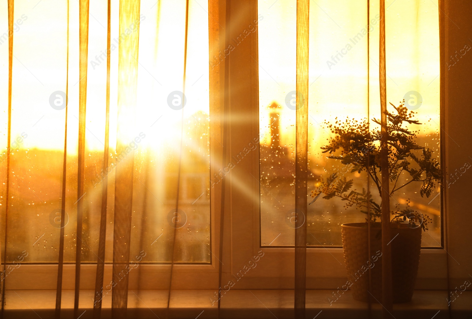 Photo of Beautiful mimosa plant in pot on windowsill indoors, space for text