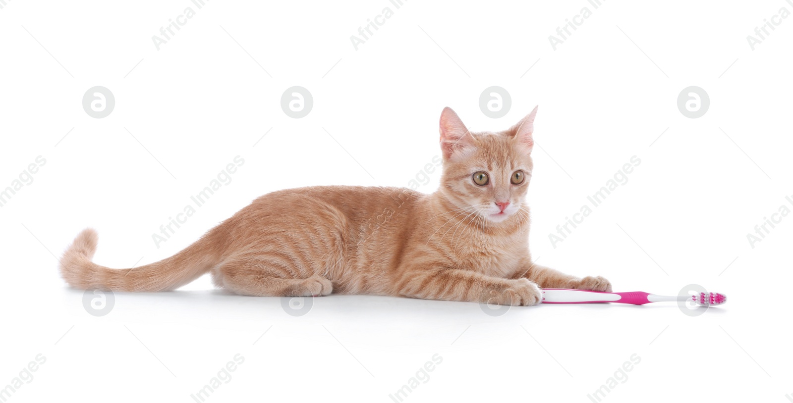 Photo of Adorable cat with toothbrush on white background