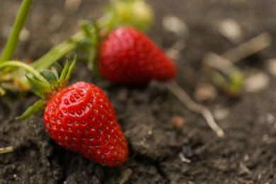 Photo of Strawberry plant with red fruits on ground outdoors, closeup