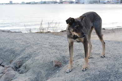 Lonely stray dog on river bank, space for text. Homeless pet