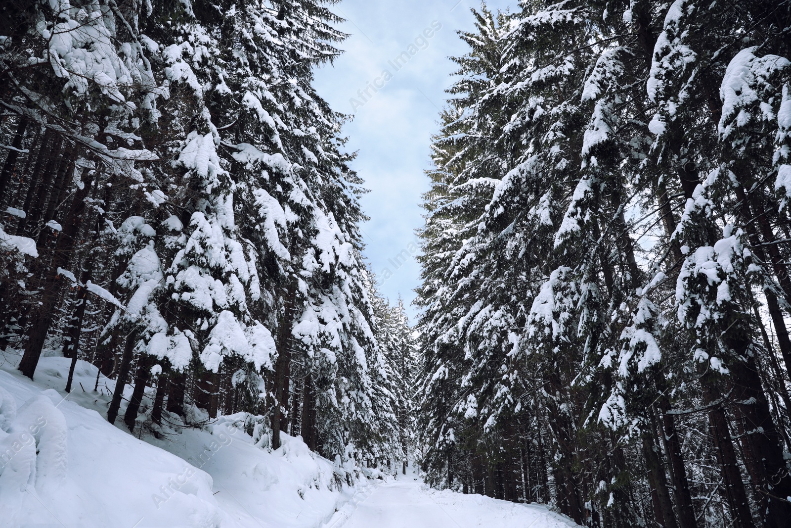 Photo of Picturesque view of snowy coniferous forest on winter day