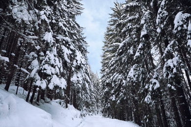 Picturesque view of snowy coniferous forest on winter day