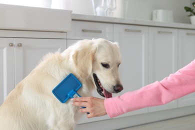 Woman brushing cute Labrador Retriever dog's hair at home, closeup