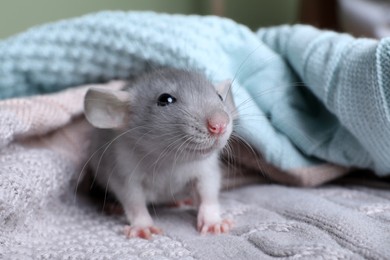 Photo of Cute small rat on soft knitted plaid, closeup