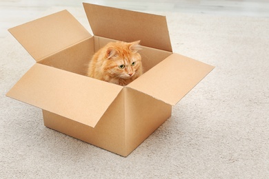 Adorable red cat in cardboard box indoors