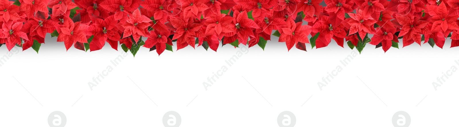 Image of Christmas traditional Poinsettia flowers on white background, top view. Banner design 