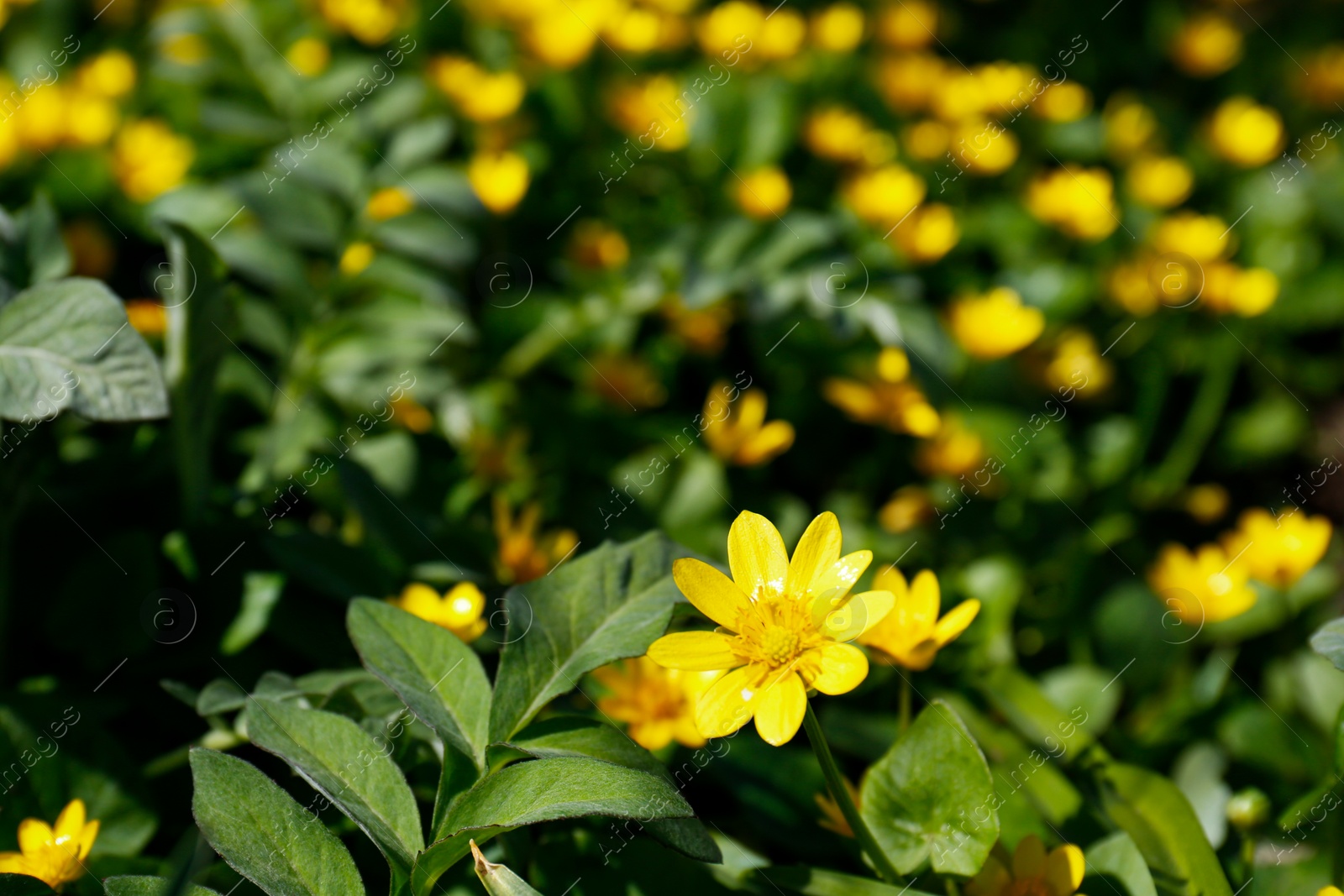 Photo of Closeup view of beautiful lesser celandine flowers on blurred background. Space for text