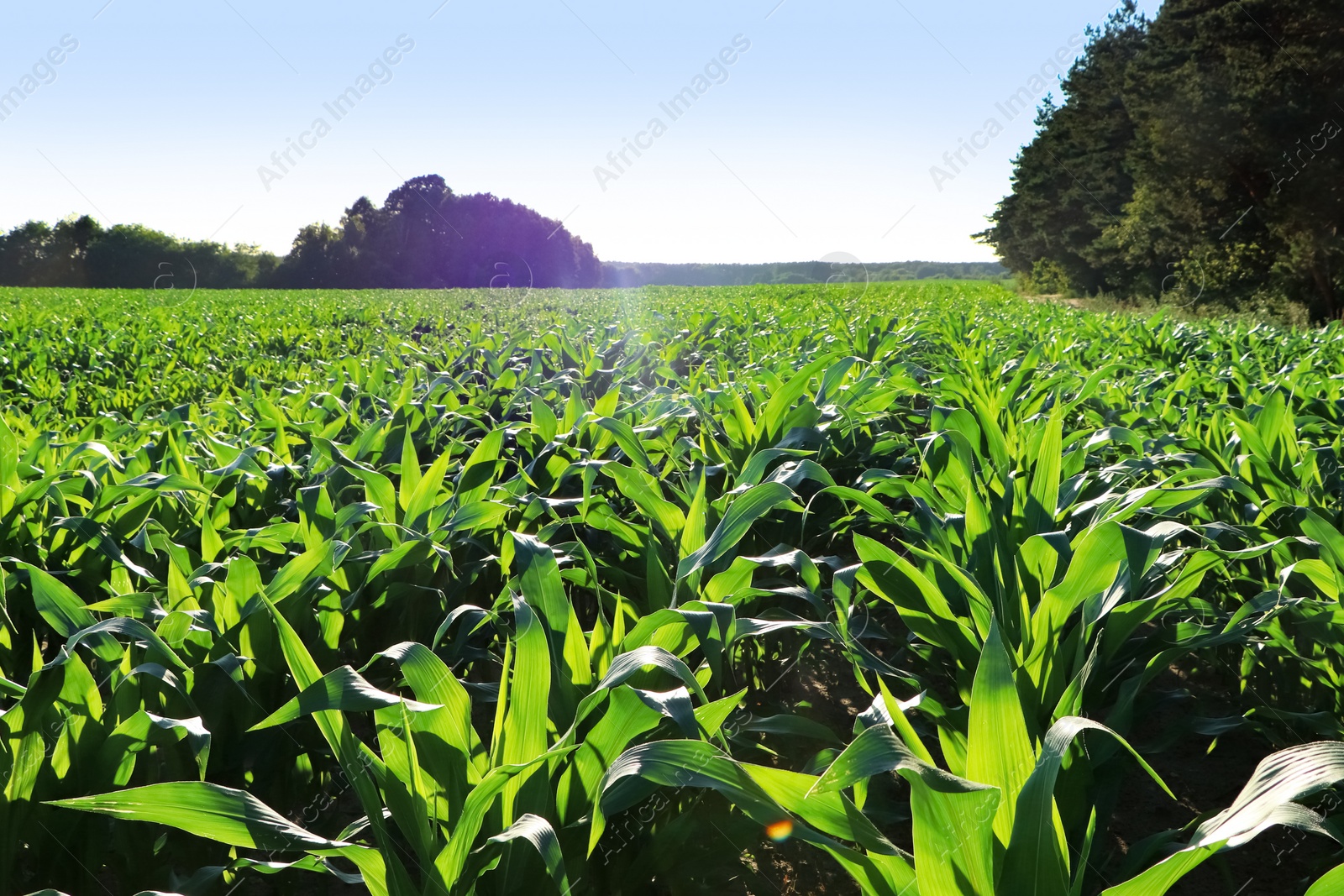 Photo of Beautiful agricultural field with green corn plants on sunny day