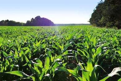 Photo of Beautiful agricultural field with green corn plants on sunny day