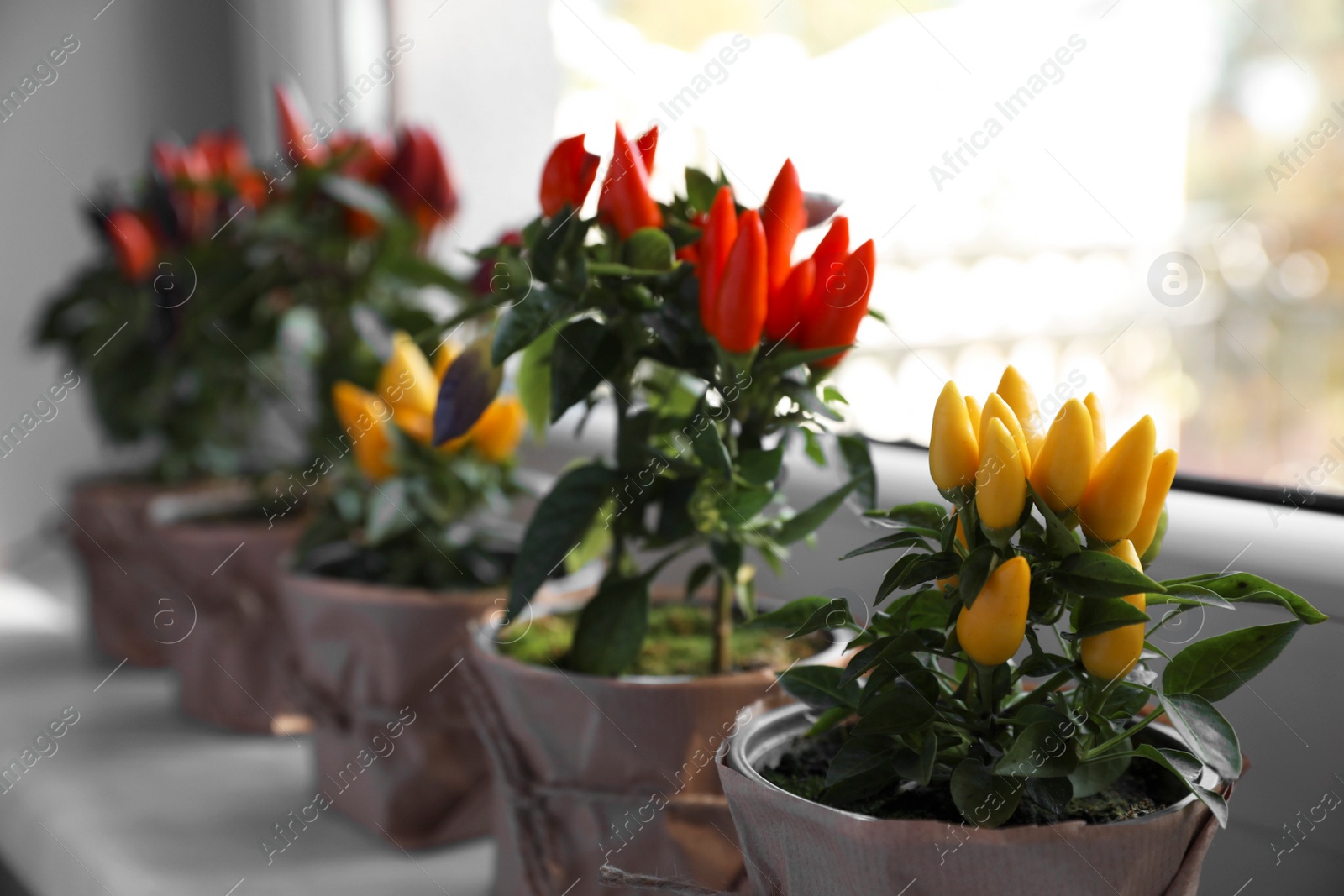 Photo of Capsicum Annuum plants. Many potted multicolor Chili Peppers on windowsill indoors, space for text