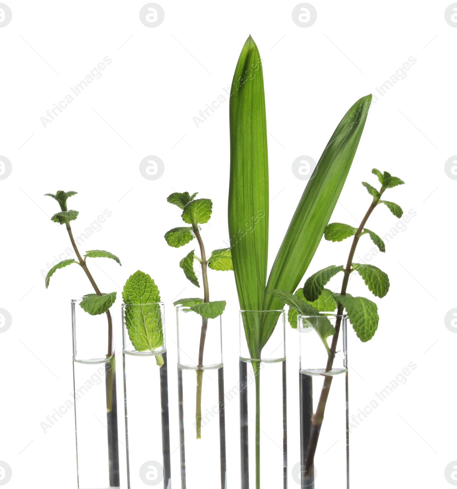 Photo of Plants in test tubes isolated on white. Organic chemistry