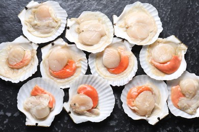 Fresh raw scallops with shells on black textured table, flat lay