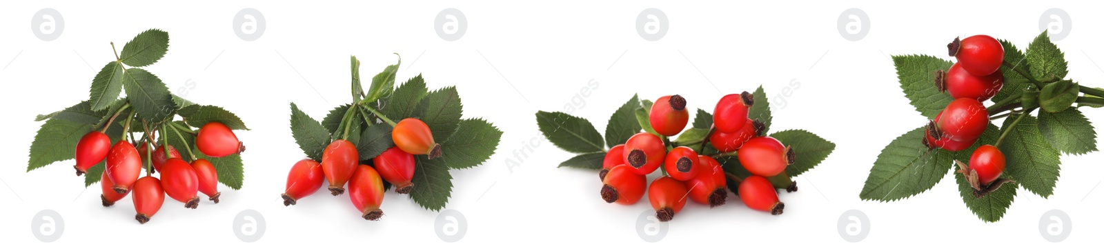 Image of Set with ripe rose hip berries on white background. Banner design