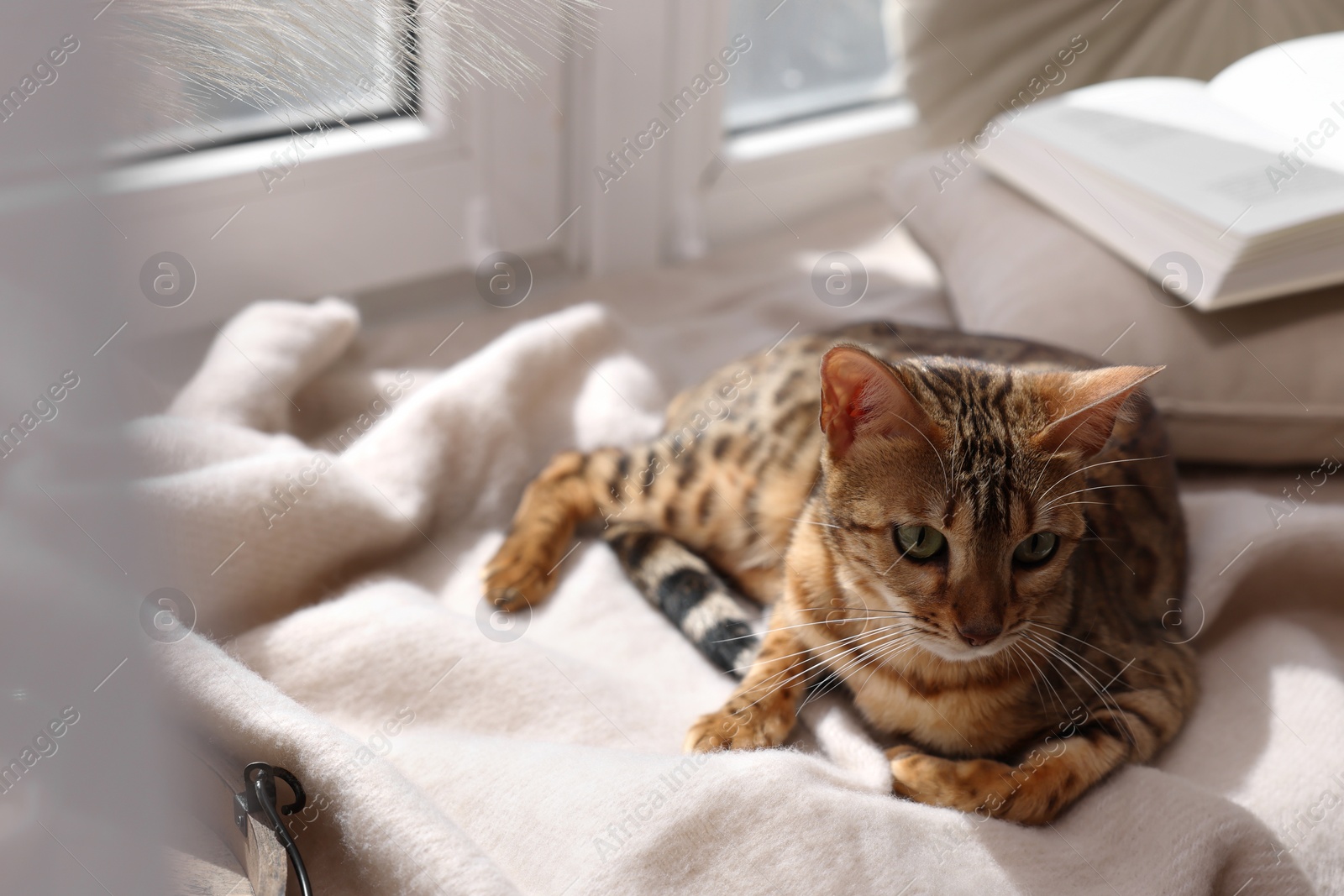 Photo of Cute Bengal cat on windowsill at home, space for text. Adorable pet