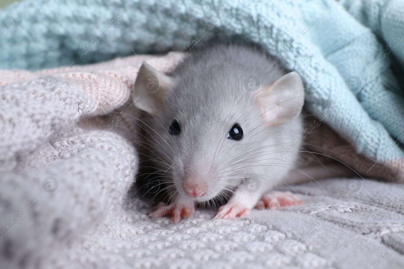 Photo of Cute small rat wrapped in knitted plaid, closeup