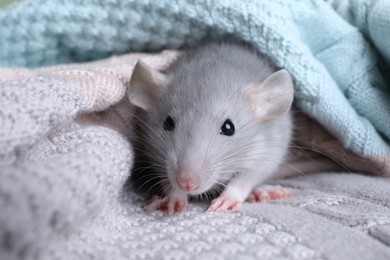 Cute small rat wrapped in knitted plaid, closeup