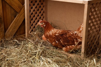 Photo of Beautiful chicken in nesting box with eggs inside of henhouse