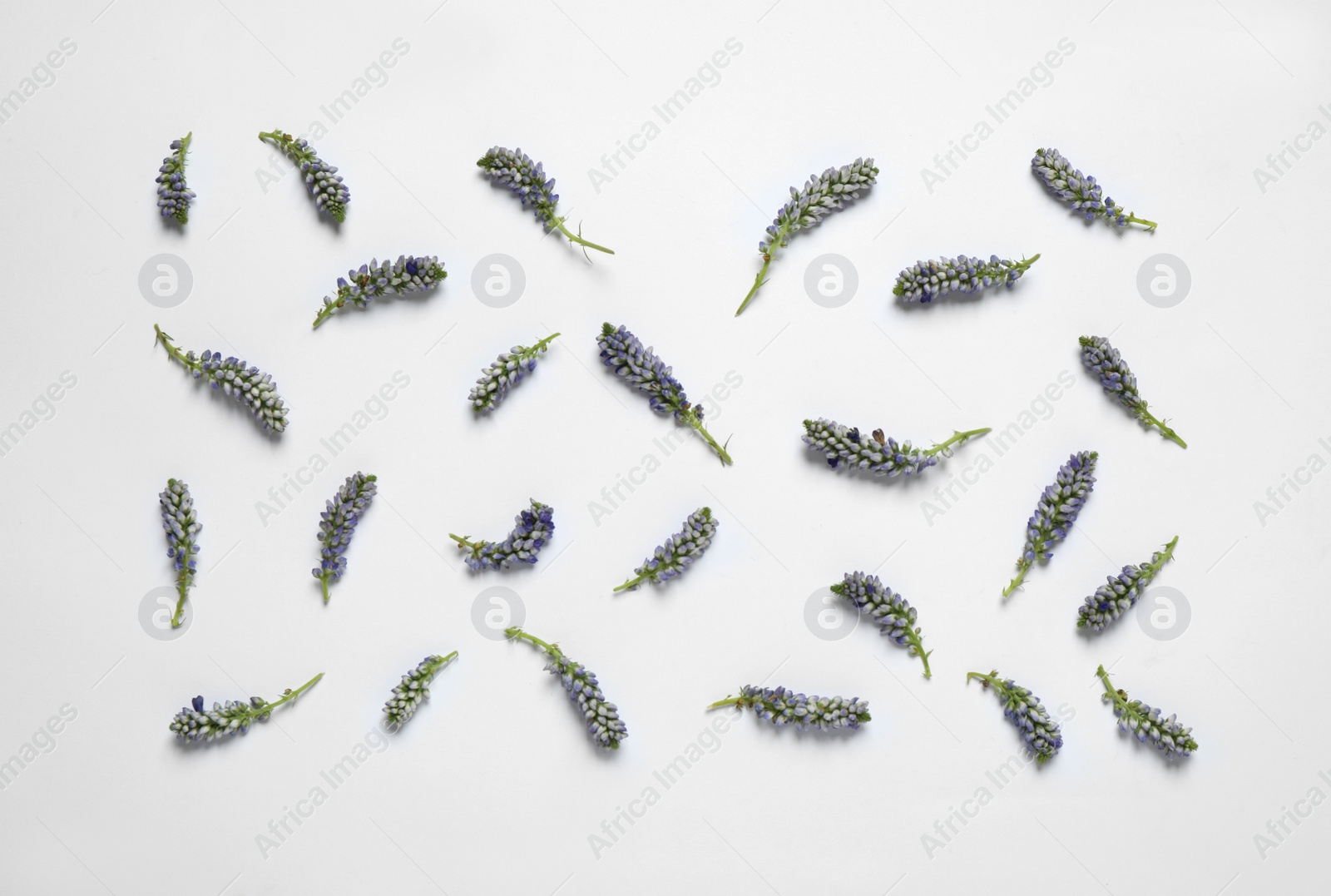 Photo of Beautiful floral composition with flowers on white background, flat lay