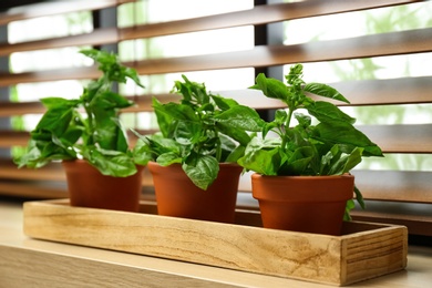 Photo of Green basil plants in pots on window sill indoors