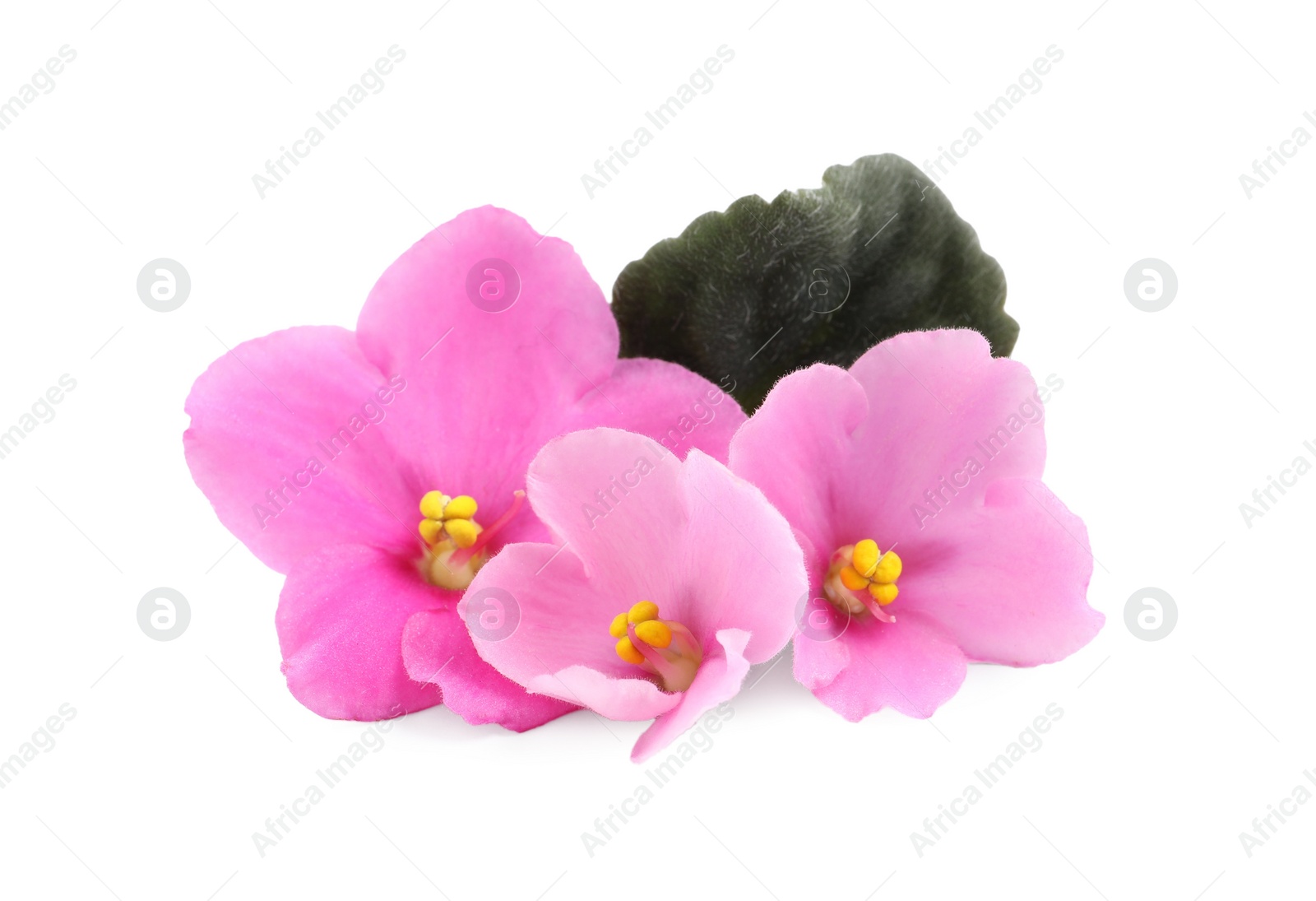 Photo of Pink flowers of violet plant and green leaf on white background