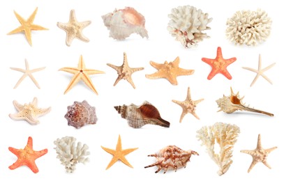 Set with sea stars, shells and corals isolated on white