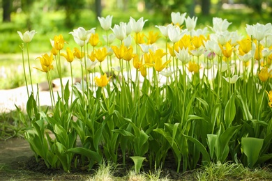 Photo of Blossoming tulips outdoors on sunny spring day