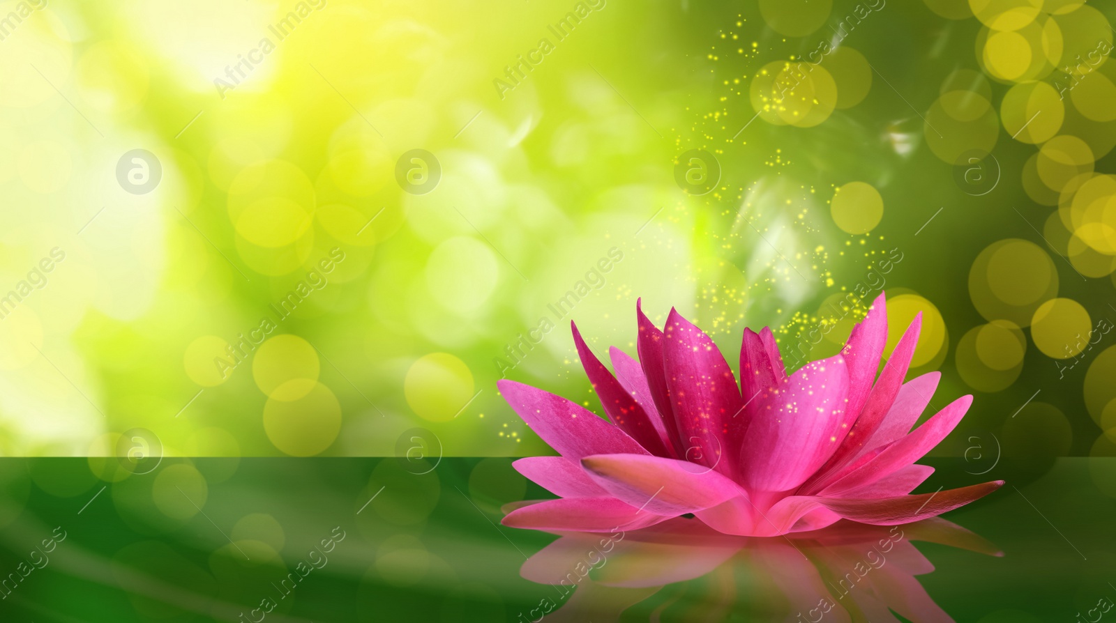 Image of Fantastic lotus flower with sparks on water surface, bokeh effect