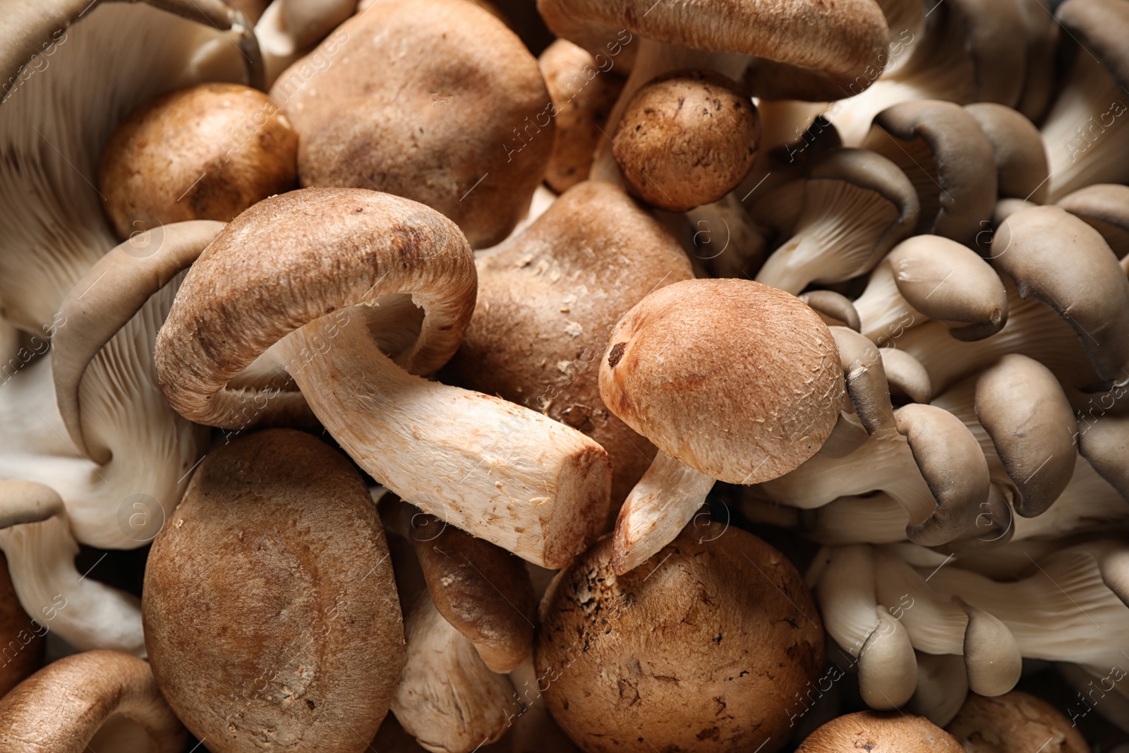 Photo of Different fresh wild mushrooms as background, closeup