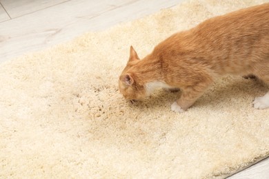 Photo of Cute cat sniffing wet spot on beige carpet at home. Space for text