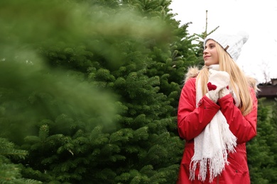Photo of Woman choosing plants at Christmas tree farm. Space for text
