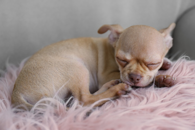 Cute Chihuahua puppy sleeping on faux fur indoors. Baby animal