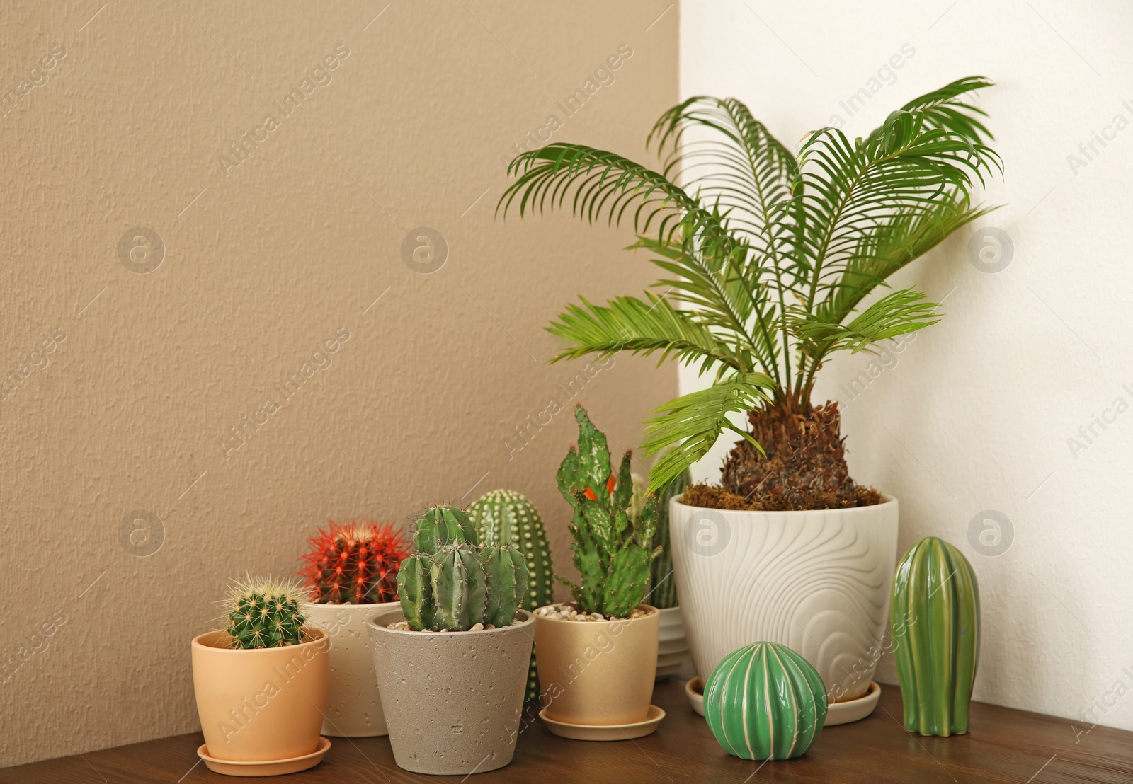 Photo of Table with beautiful cacti and Sago palm indoors