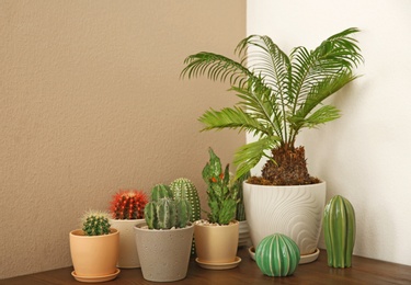 Table with beautiful cacti and Sago palm indoors