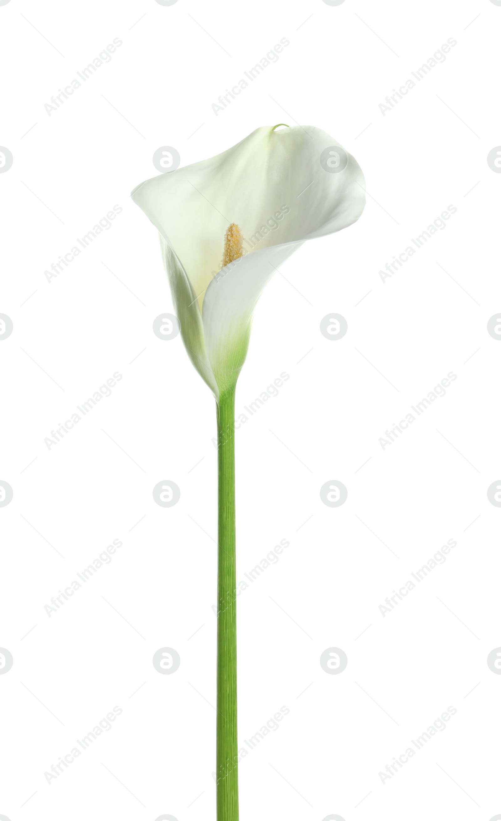 Photo of Beautiful calla lily flower isolated on white