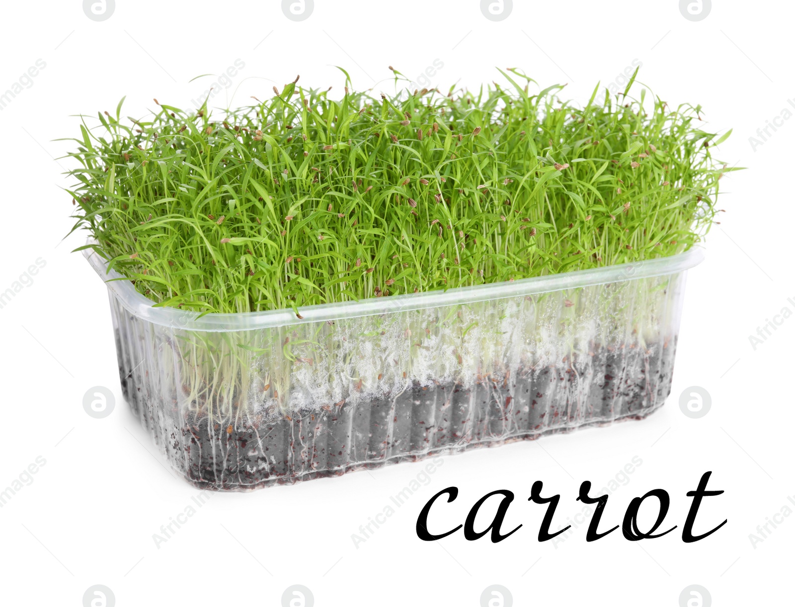 Image of Fresh organic microgreen in plastic container on white background