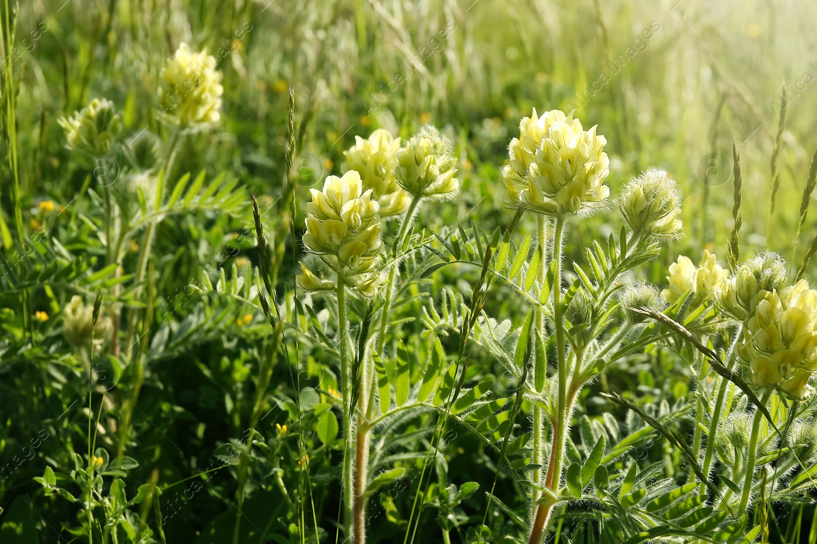 Photo of Beautiful flowers growing in meadow on sunny day