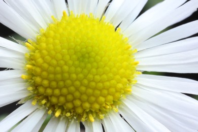 Photo of Macro photo of beautiful daisy flower as background