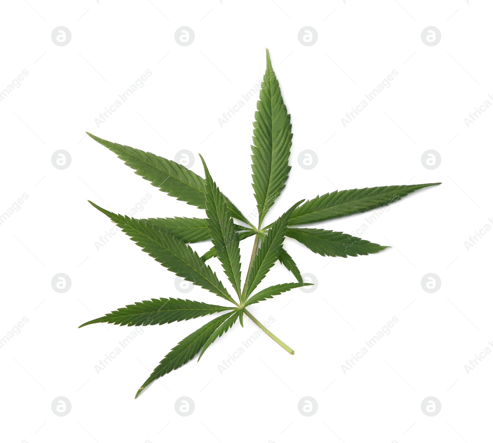 Photo of Fresh green hemp leaves isolated on white, top view