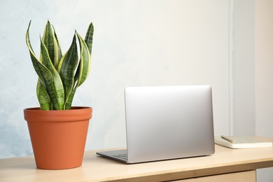 Photo of Sansevieria plant in pot, laptop and notebook on table near light wall. Home decor