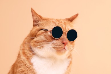 Portrait of cute ginger cat in stylish sunglasses on beige background