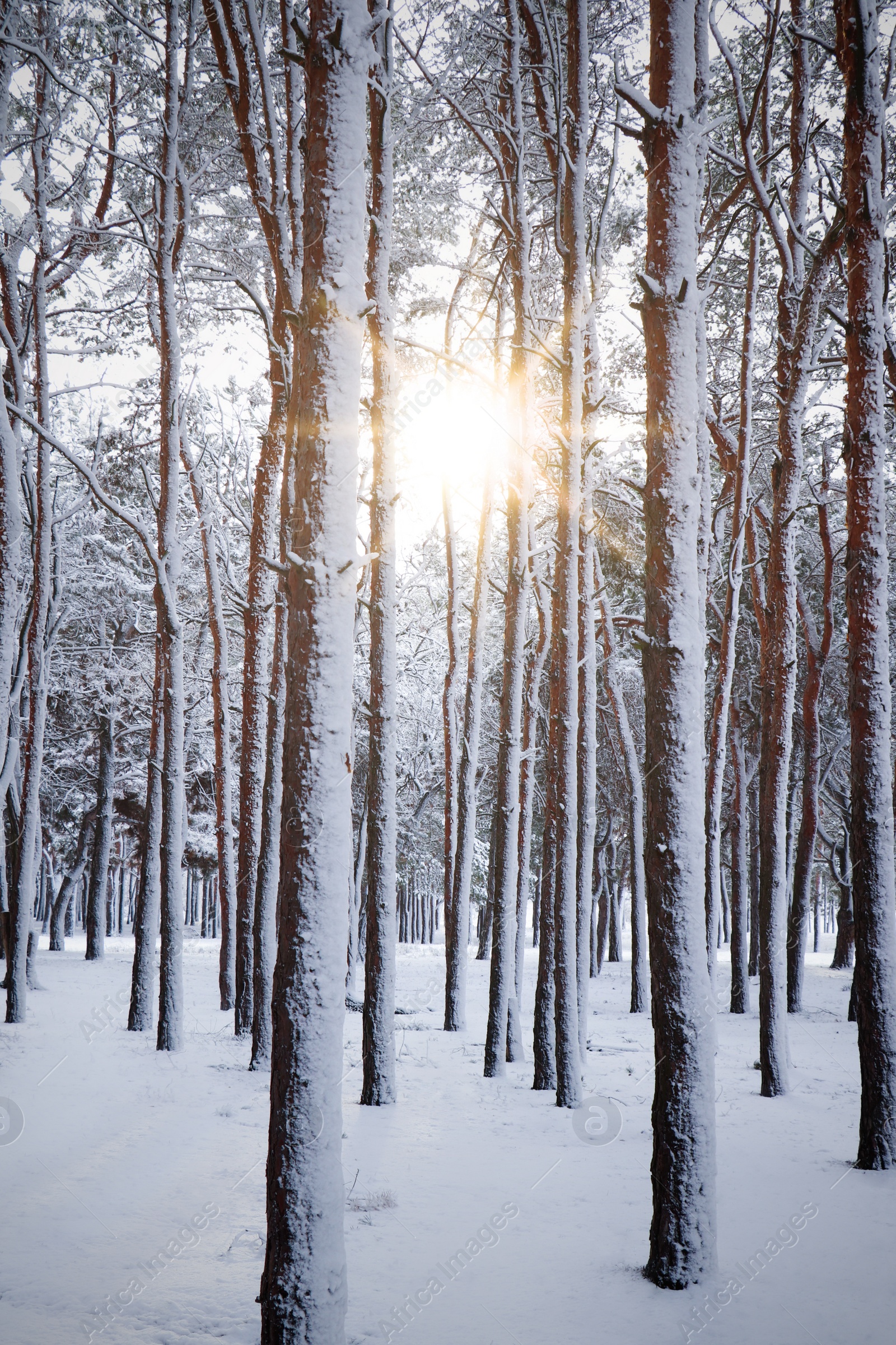 Photo of Picturesque view of beautiful forest covered with snow