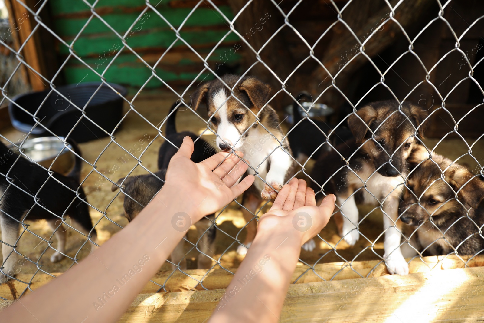 Photo of Woman near cage with homeless dogs in animal shelter, closeup. Concept of volunteering