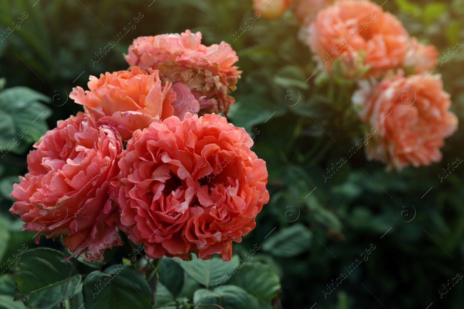 Photo of Beautiful blooming coral roses on bush outdoors, closeup. Space for text