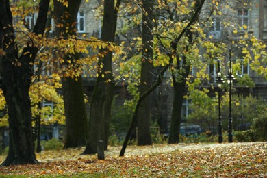 Photo of Autumn park with fallen leaves on rainy day