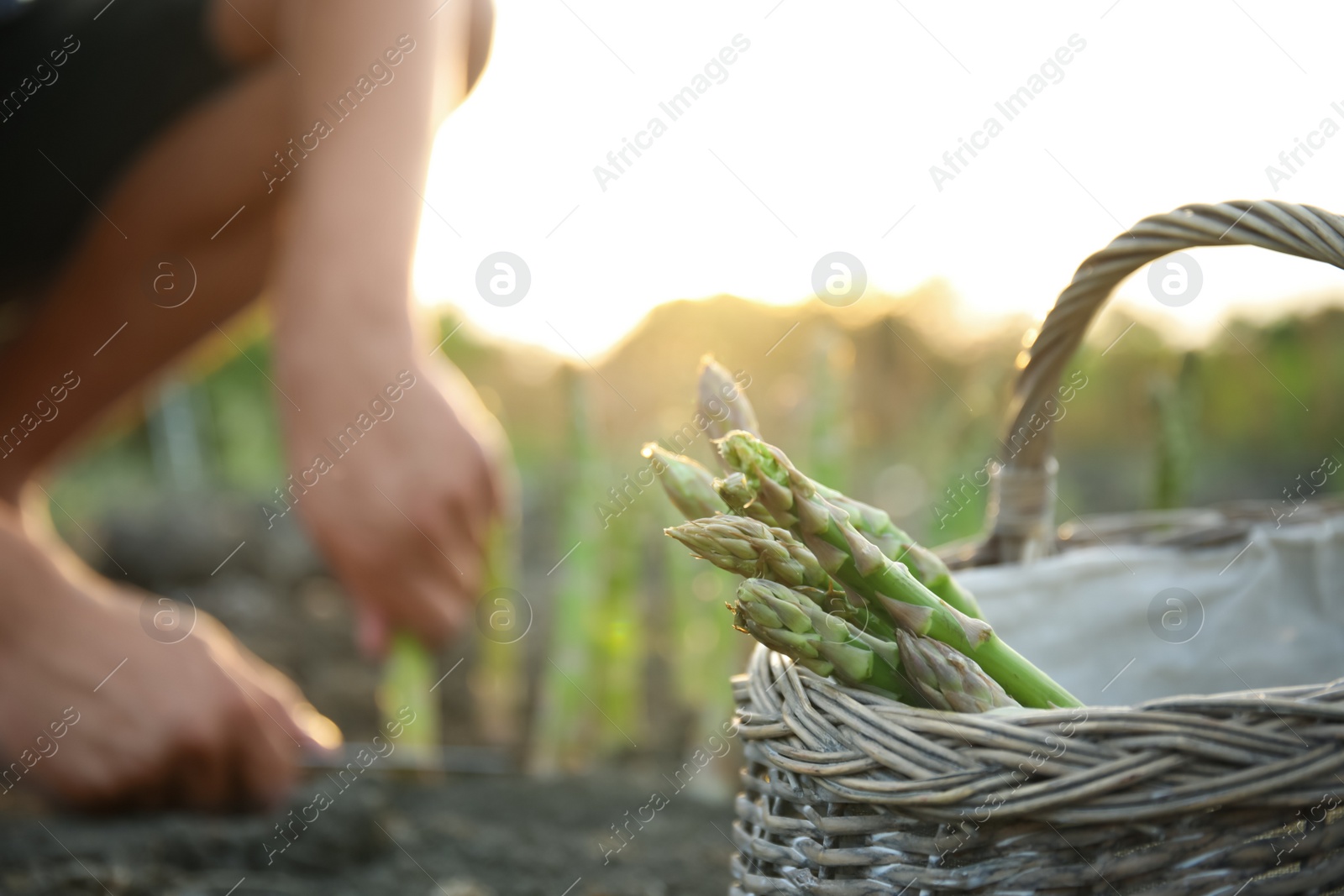 Photo of Wicker basket with fresh asparagus in field, closeup