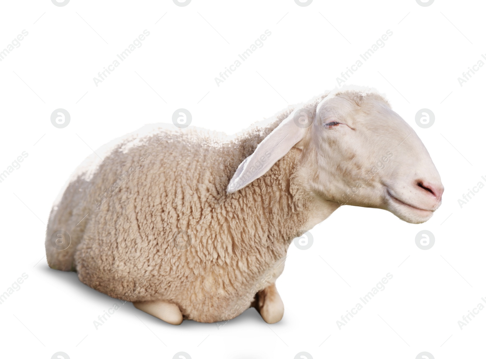 Image of Cute sheep isolated on white. Farm animal