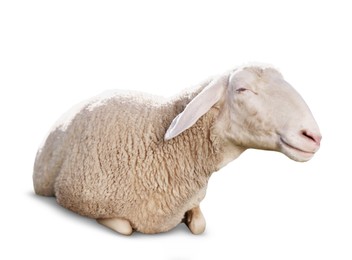 Image of Cute sheep isolated on white. Farm animal